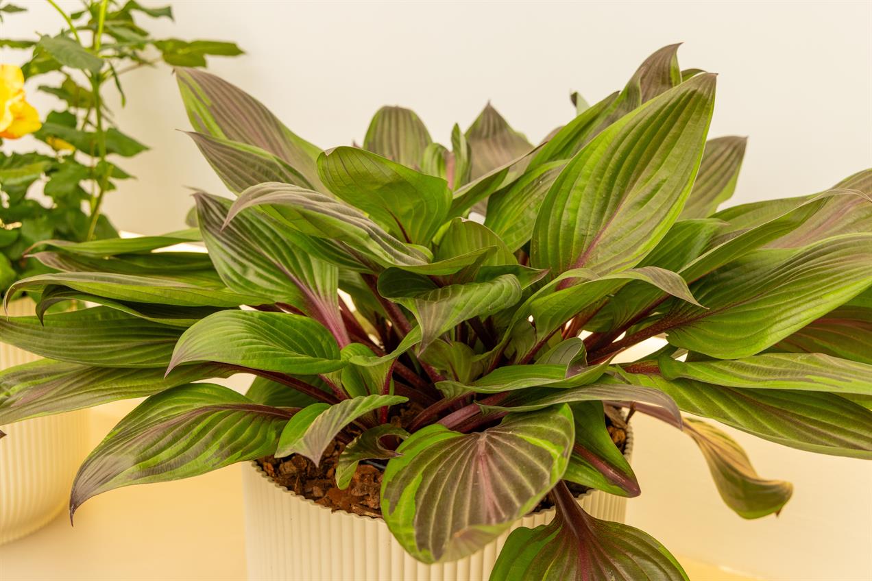 Hosta 'Red Ninja'